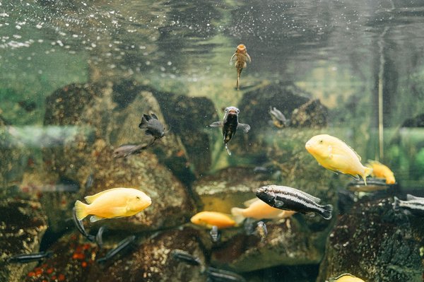 Welche Schritte sollte ich unternehmen, um mein Aquarium korrekt für Diskusfische einzurichten?